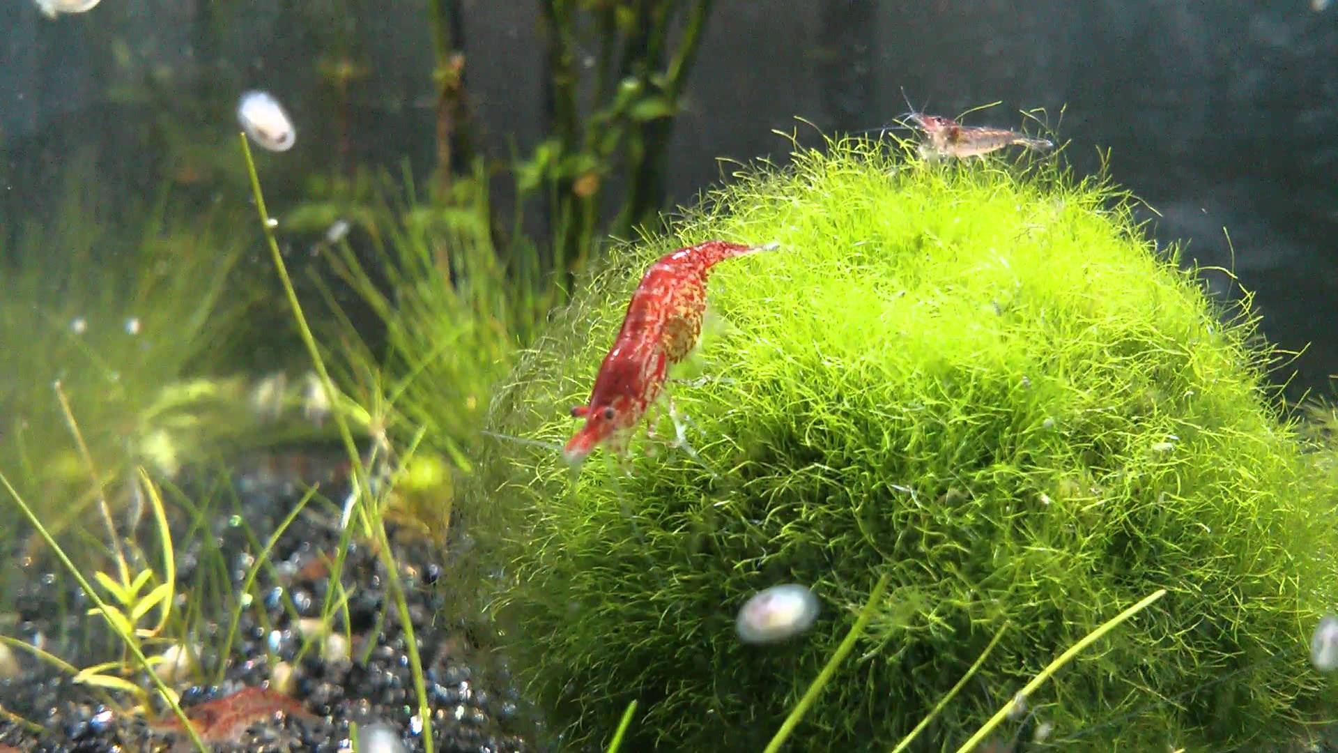 Bong reu Marimo o Nhat Ban anh 9