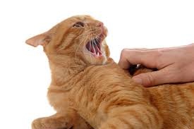 7 căn bệnh nguy hiểm bạn có thể mắc nếu nuôi thú cưng ảnh 2 7 can benh nguy hiem ban co the mac neu nuoi thu cung anh 2