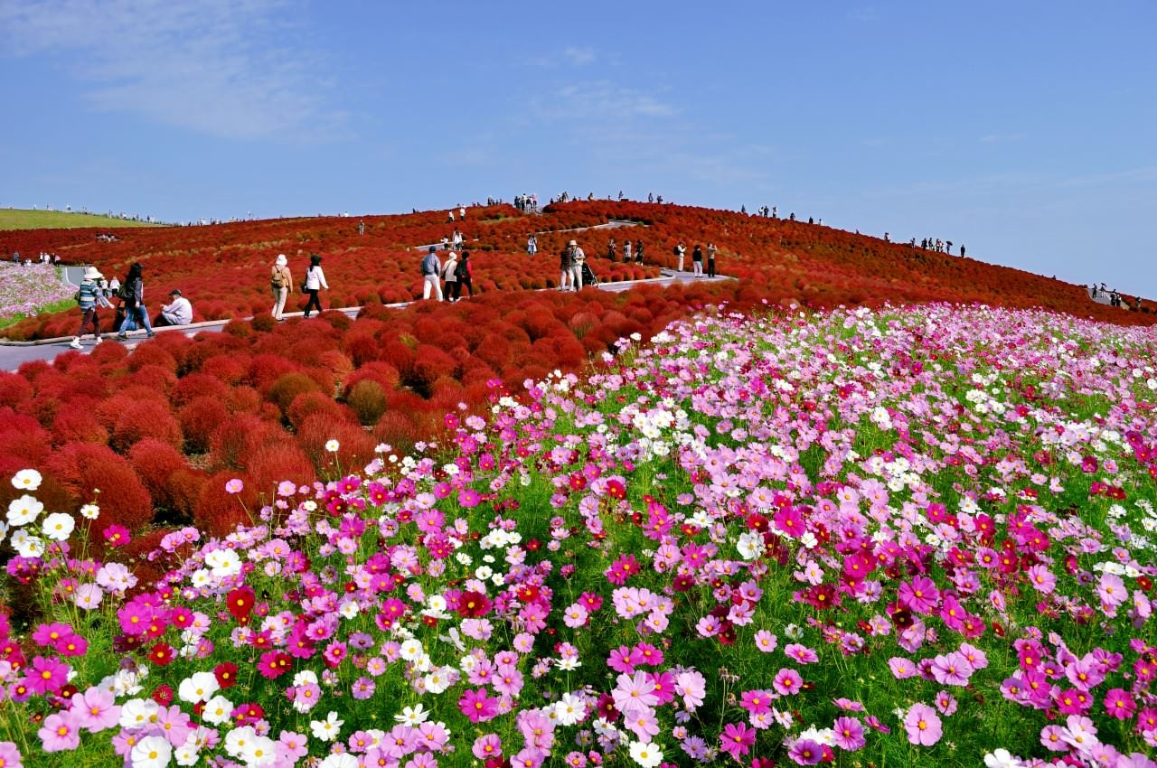 Nhung noi ly tuong de ngam hoa khap the gioi anh 5