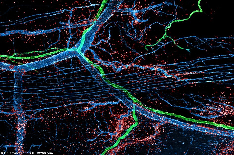anh dep ve trai tim anh 4
