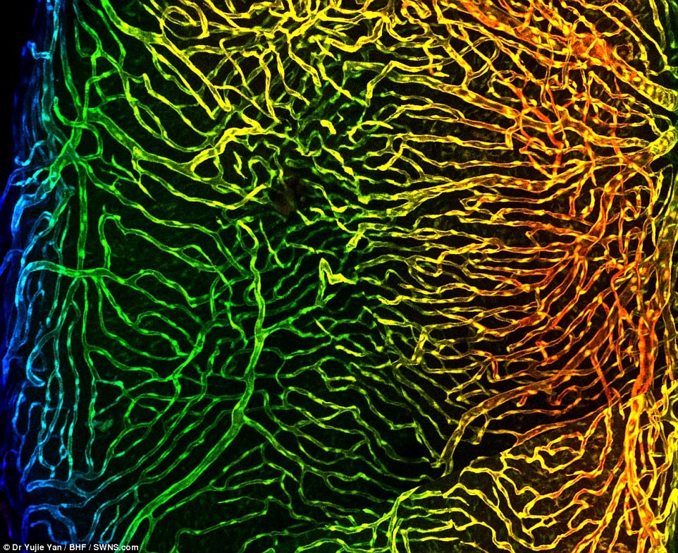 anh dep ve trai tim anh 5