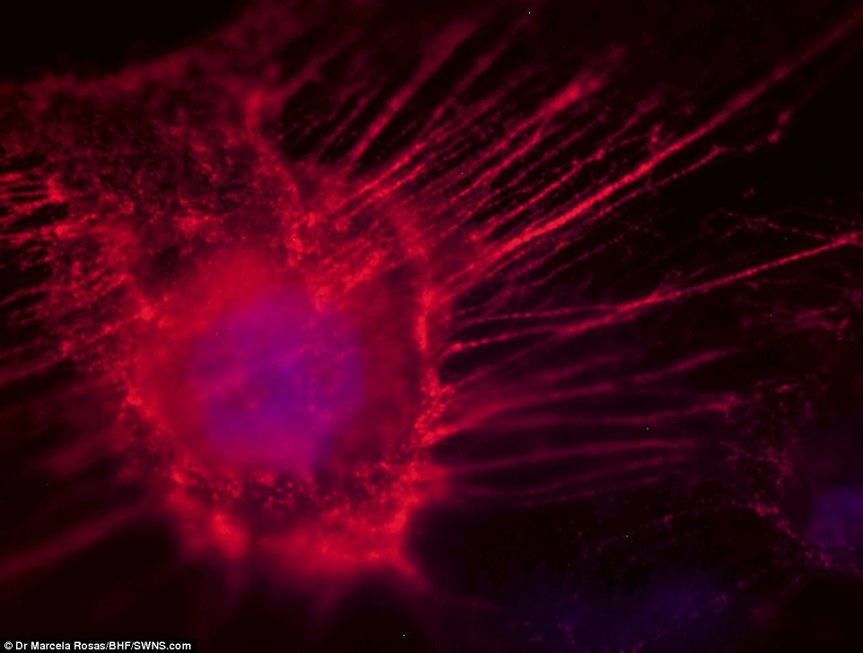 anh dep ve trai tim anh 6