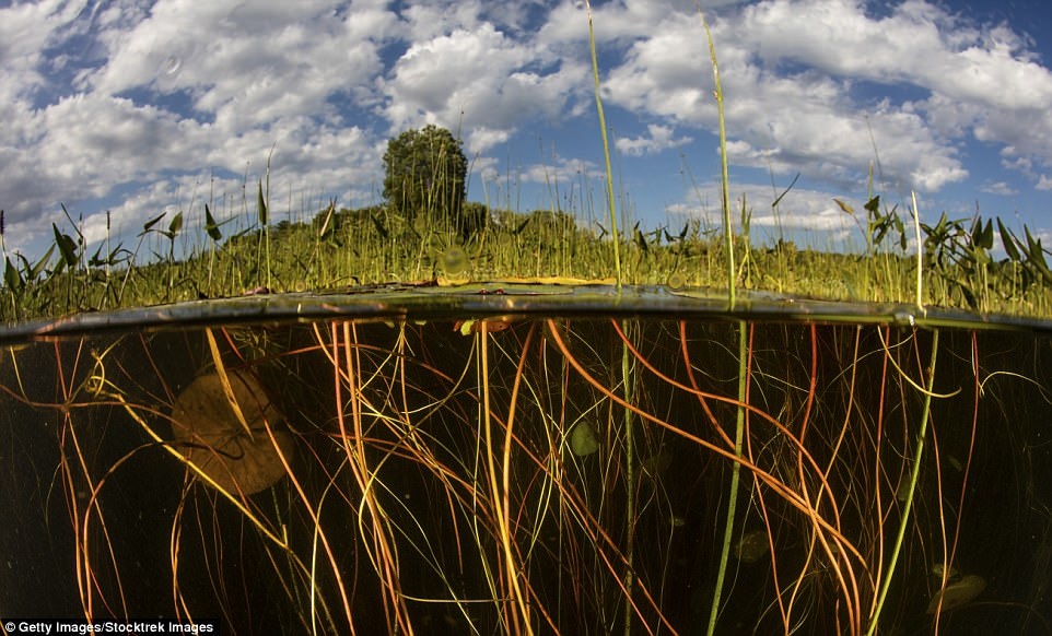 Ve dep ky ao cua the gioi trong chum anh bau troi va mat nuoc hinh anh