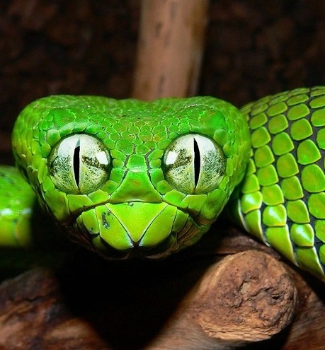 Tu dau loai ran thuong mang tieng xau o cac nen van hoa? hinh anh