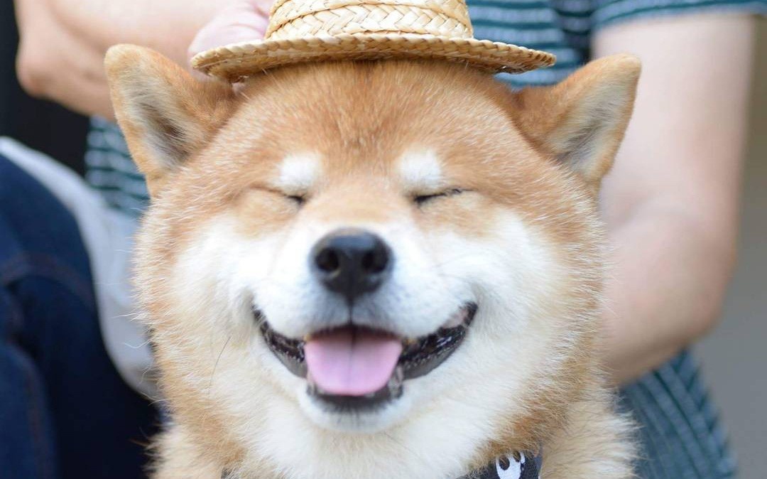 Tiện điện tử chó Shiba Dogecoin ảnh 2 Tien dien tu cho Shiba Dogecoin anh 2