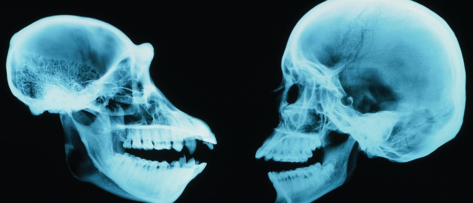 con người giao phối tinh tinh ảnh 1 con nguoi giao phoi tinh tinh anh 1