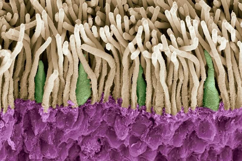 Cách để con người nhìn thấy tia hồng ngoại ảnh 2 Cach de con nguoi nhin thay tia hong ngoai anh 2