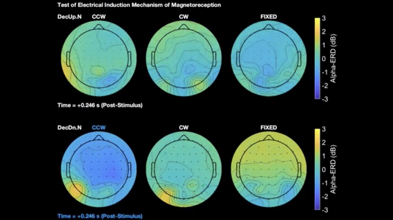 Con người có thể cảm nhận được từ trường ảnh 3 Con nguoi co the cam nhan duoc tu truong anh 3