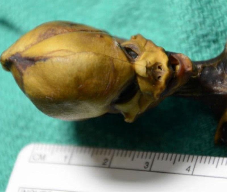 Bộ xương của người ngoài hành tinh ảnh 3 Bo xuong cua nguoi ngoai hanh tinh anh 3