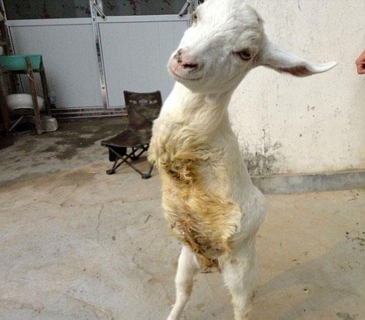 Bo xuong con nguoi hien dai anh 1