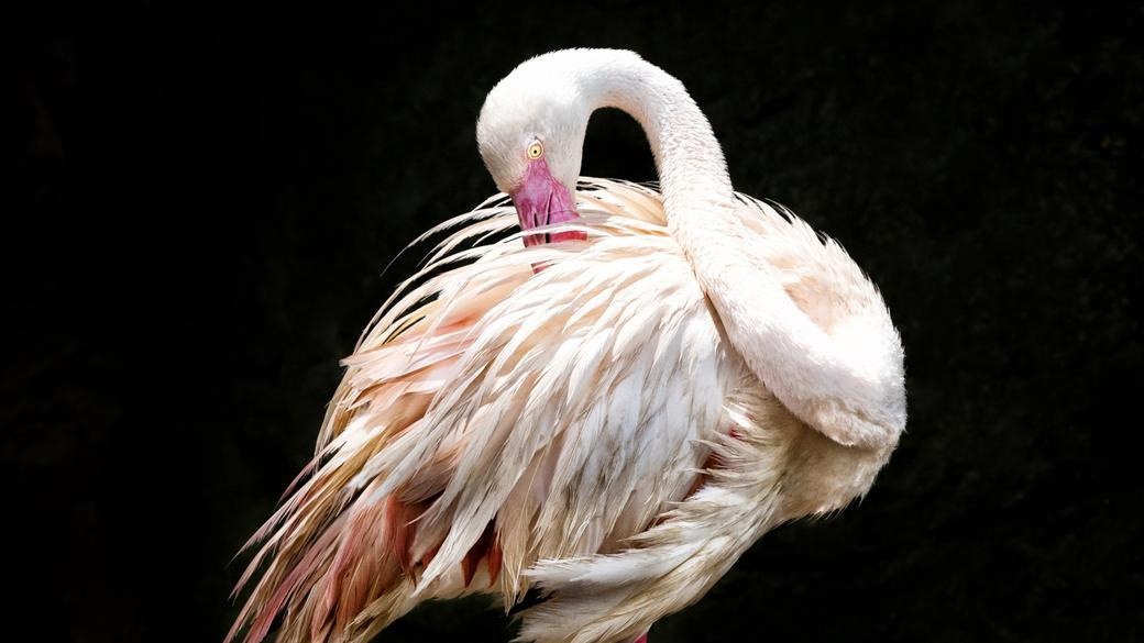 Nguoi khiem thi co the mieu ta dong vat anh 2