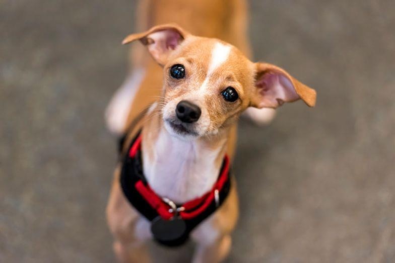 Vi sao nguoi mu co the mieu ta dong vat du chua tung thay? hinh anh