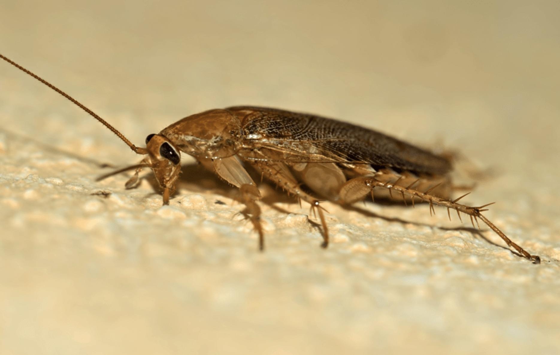 Loai gian nay dang tro nen bat diet, cong nghe hoa hoc bo tay hinh anh