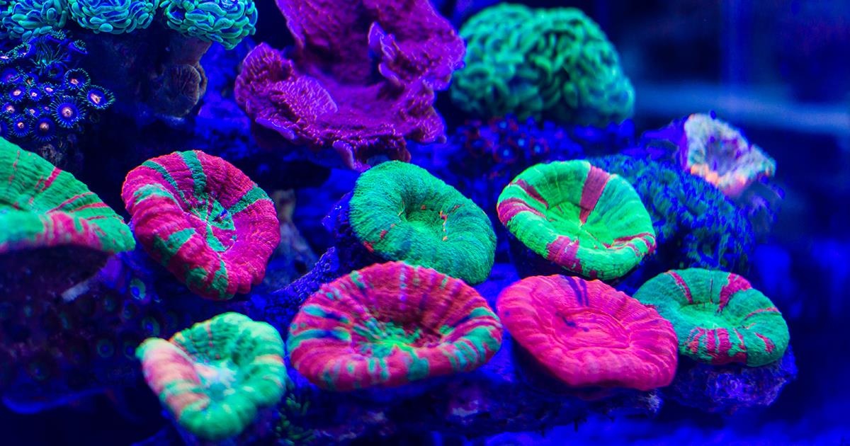 Nguoi ngoai hanh tinh co the se phat sang? anh 2