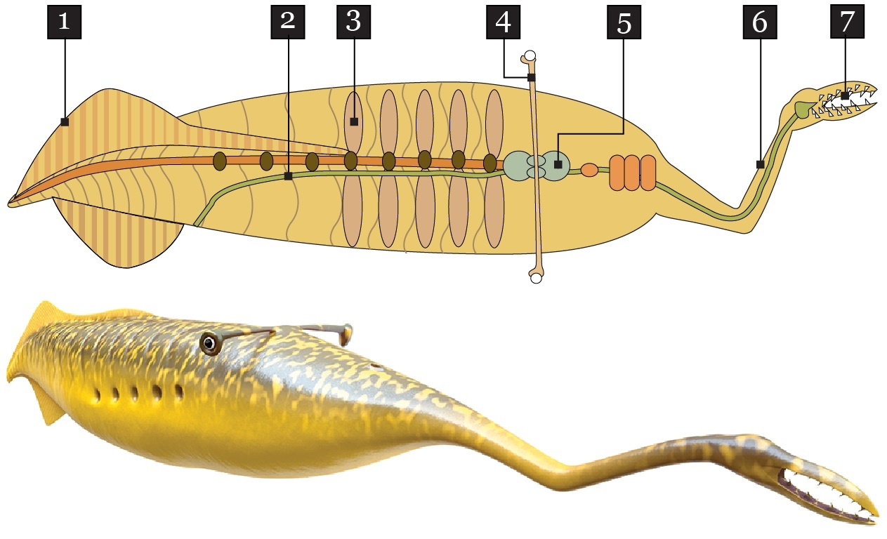 Bi an hoa thach quai vat Tully anh 3