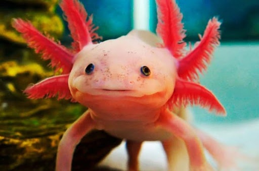 Con nguoi roi se co kha nang tai tao co the nhu 'Xen bo hung' anh 1