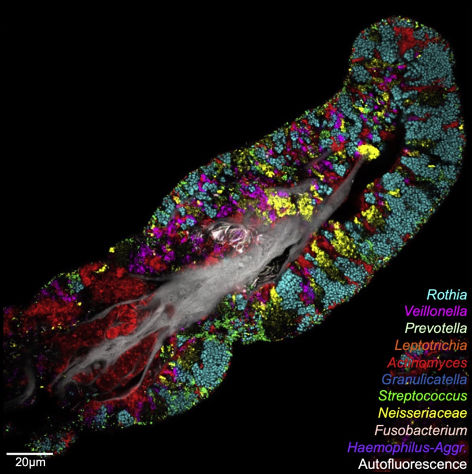 Day la nhung gi dang dien ra tren luoi cua chung ta anh 2