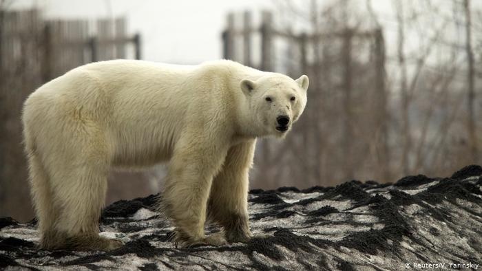 Bac Cuc dang trai qua dot nang nong ky luc,  dat 38 do C anh 2