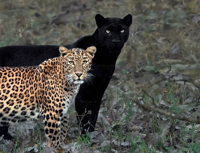 Buc anh 2 con bao 'dang gia 6 nam cho doi' cua nhiep anh gia An Do hinh anh