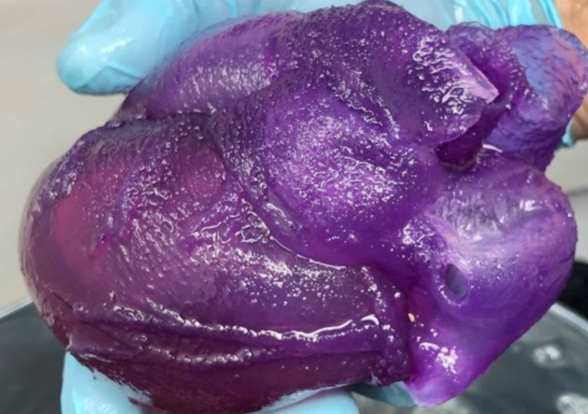 Mo hinh qua tim co tinh dan hoi nhu tim that hinh anh