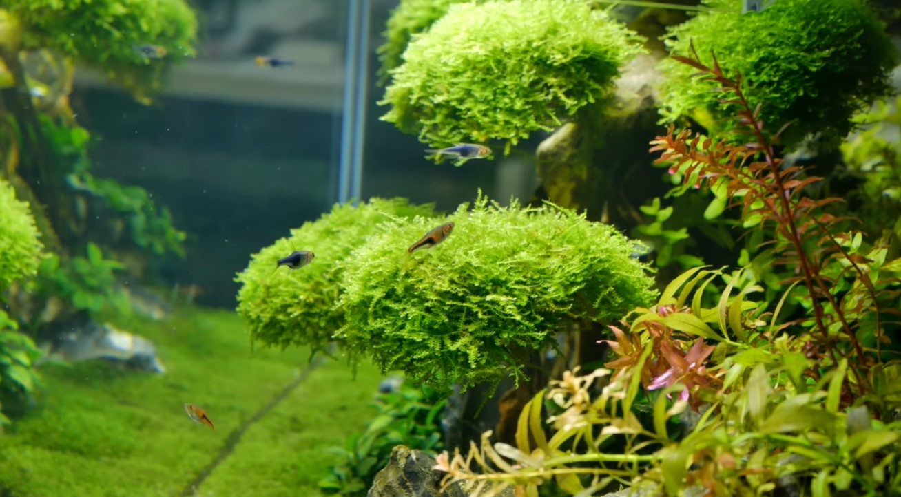 Dan PC ket hop thuy sinh cua Pew Pew anh 7