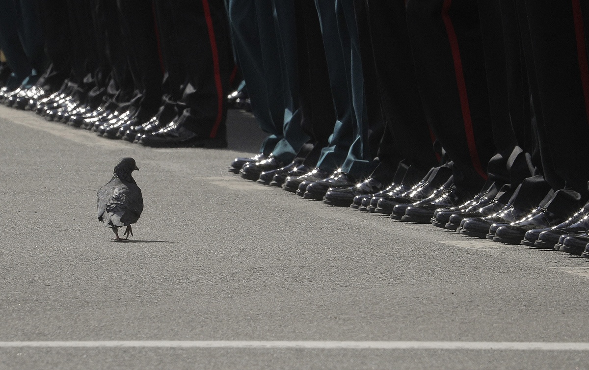 Chim bo cau 'duyet binh' o Nga vao top anh tuan hinh anh