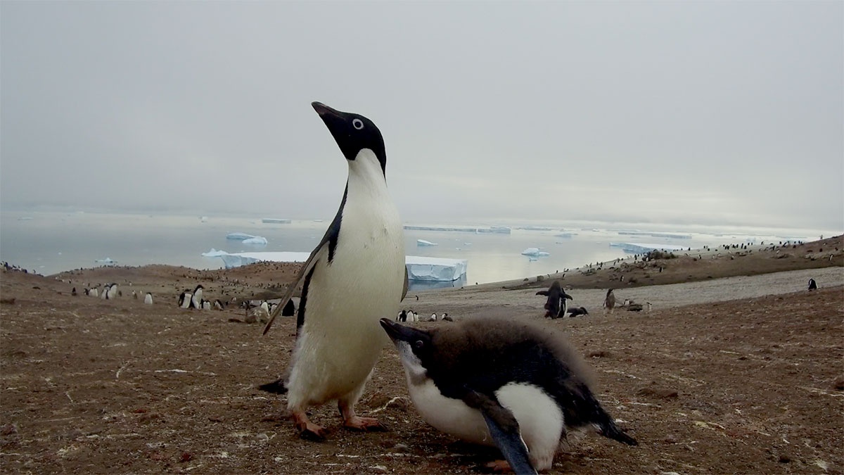 chim canh cut Nam Cuc anh 1