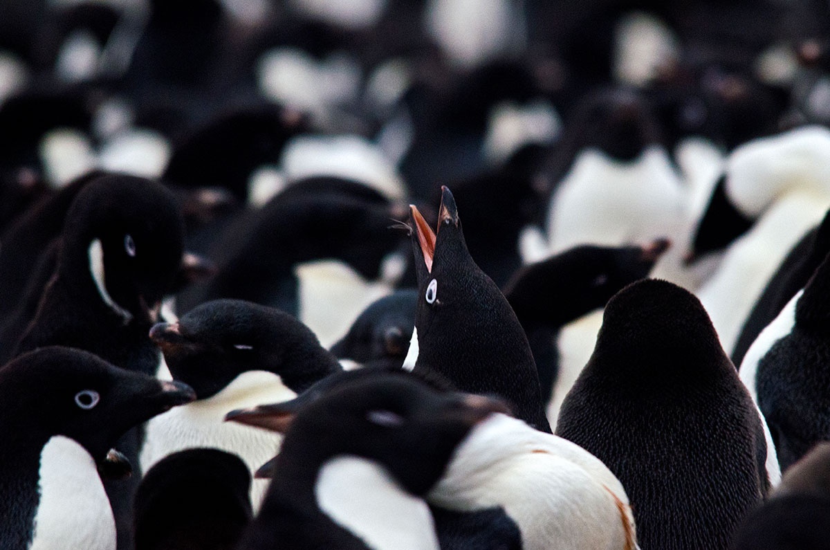 chim canh cut Nam Cuc anh 4