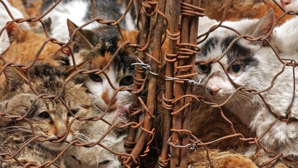 Canh sat Trung Quoc giai cuu 500 con meo sap bi len ban tiec hinh anh