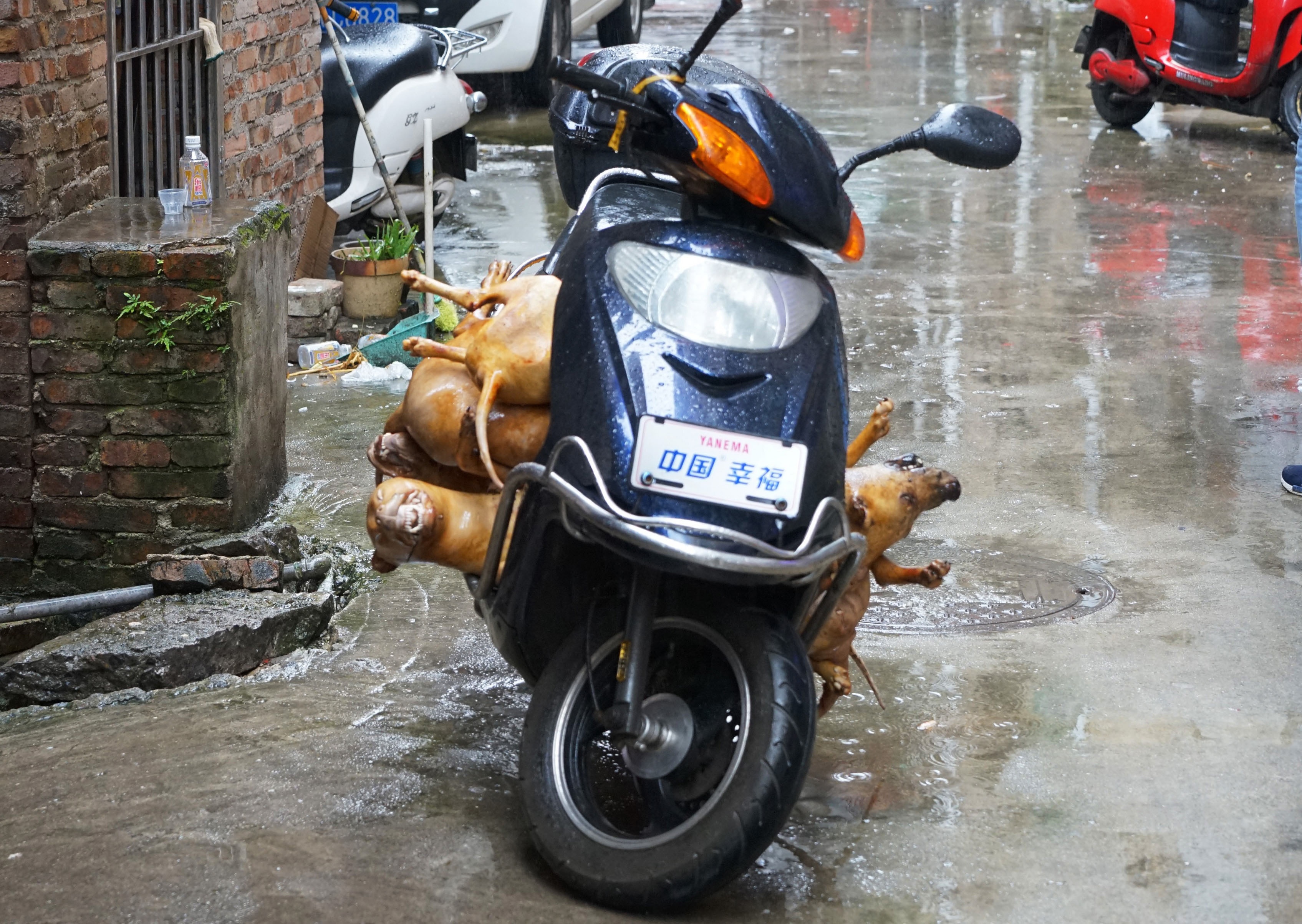 le hoi thit cho Ngoc Lam anh 7