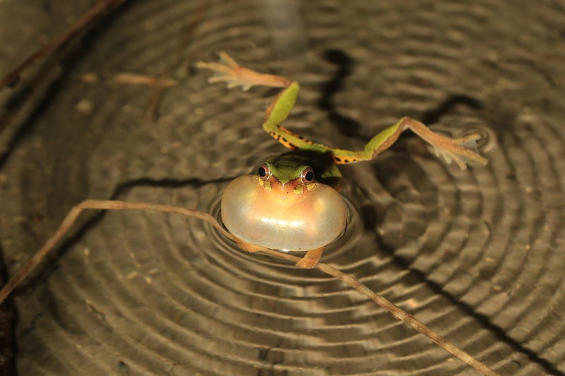 Ech tien hoa nho tieu hanh tinh khien khung long tuyet chung hinh anh