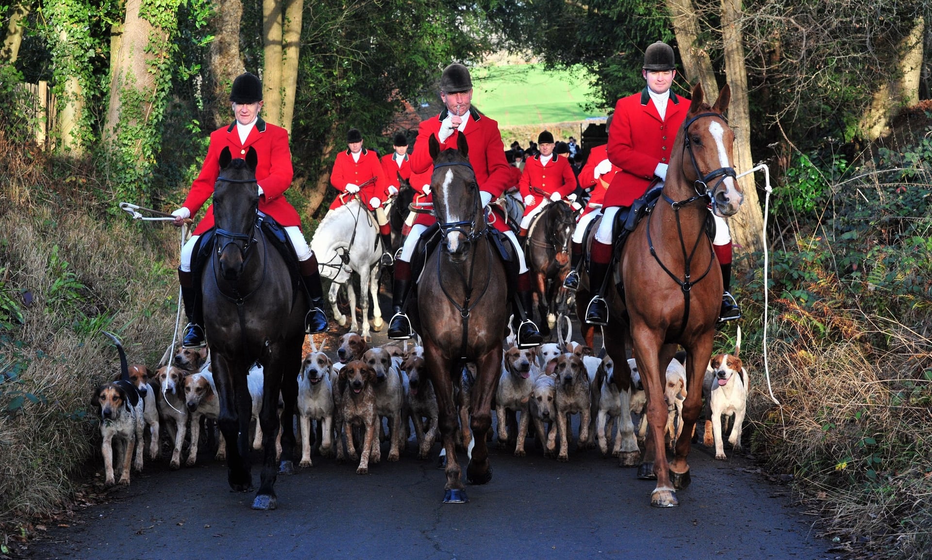 săn cáo ở Anh ảnh 1 san cao o Anh anh 1