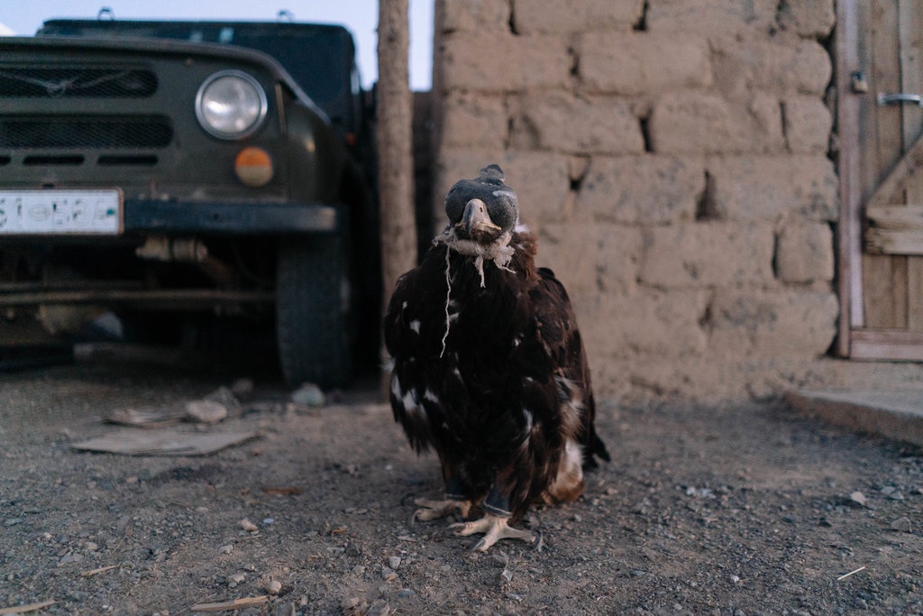 săn sói ở Mông Cổ ảnh 7 san soi o Mong Co anh 7