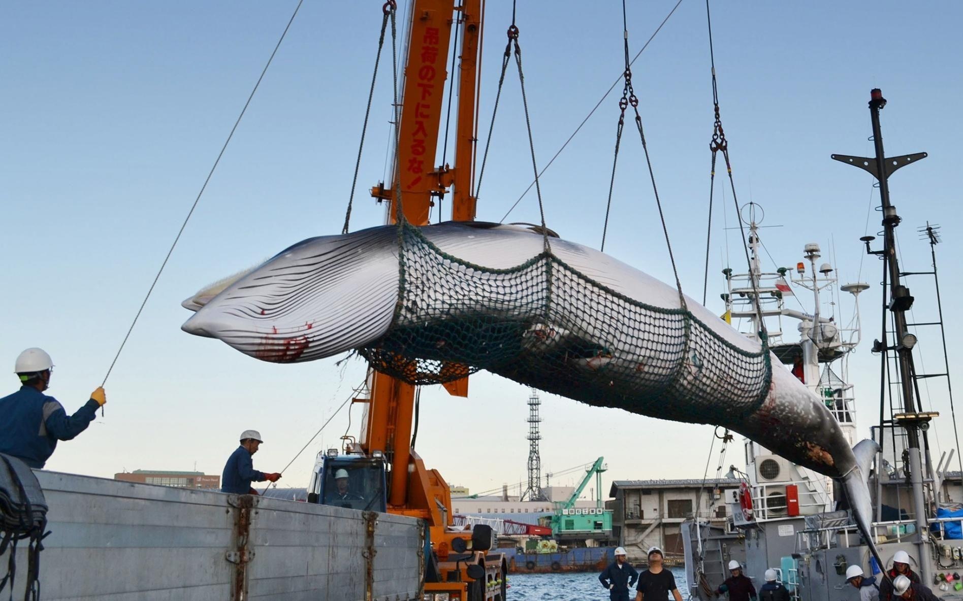 Nghe san ca voi Nhat truoc nguy co bien mat va ca chi trich quoc te hinh anh