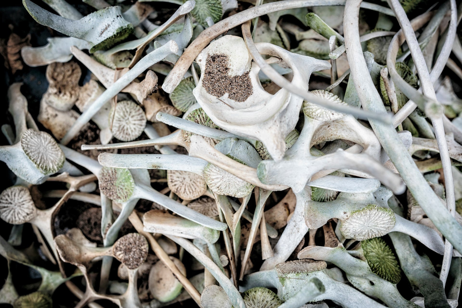 bo toc New Zealand anh 5