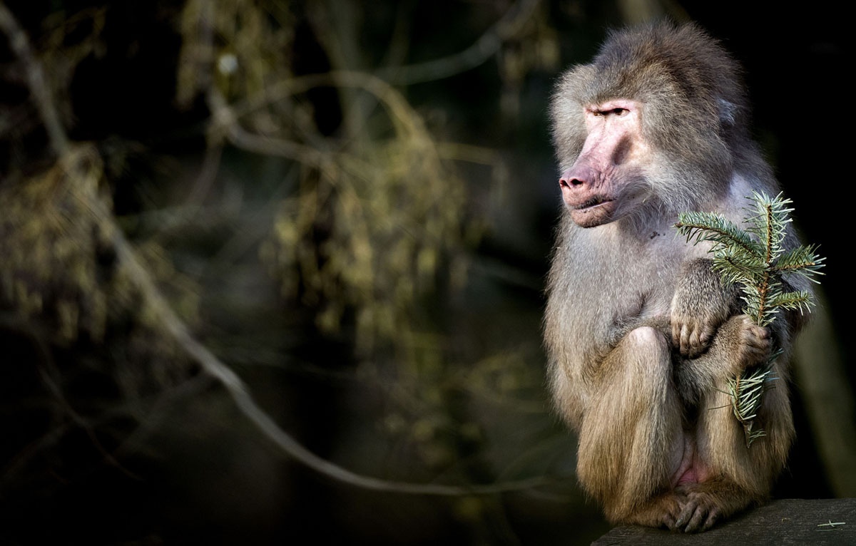 Kim Jong Un den Bac Kinh anh 8