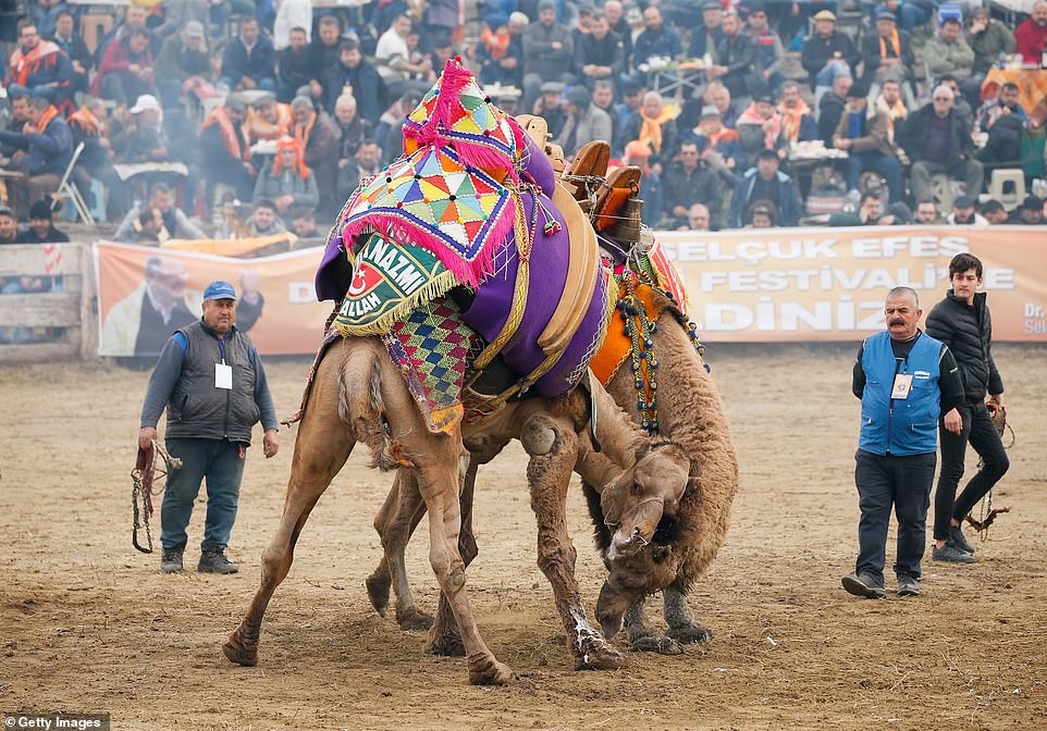 dau vat lac da anh 8