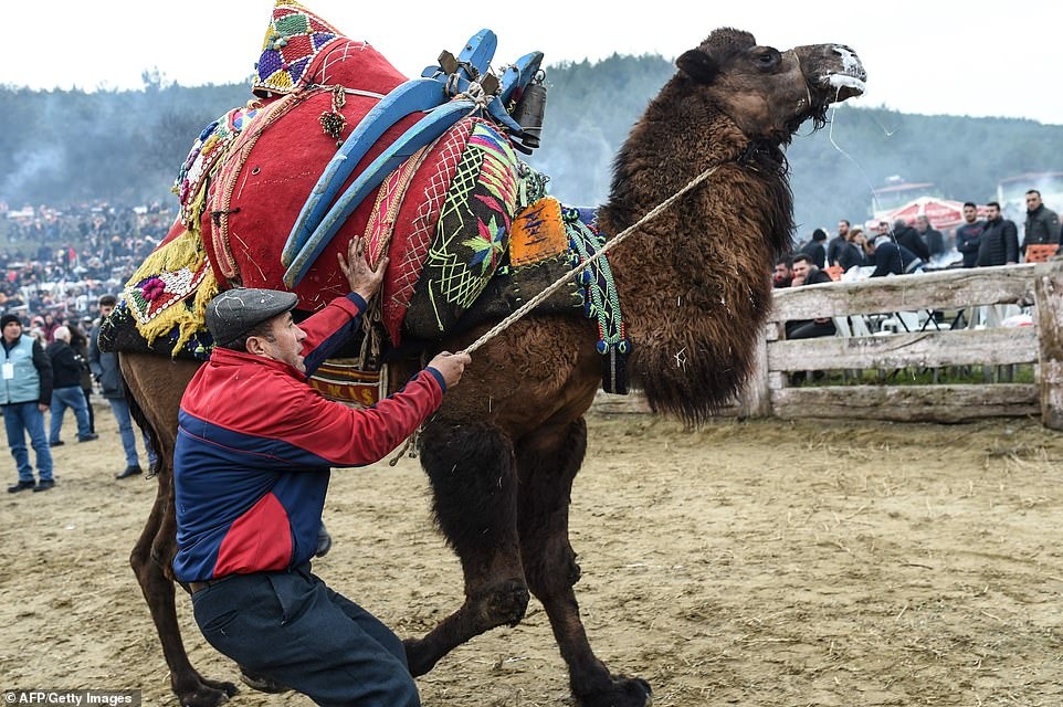 Dau vat lac da trong le hoi la o Tho Nhi Ky hinh anh