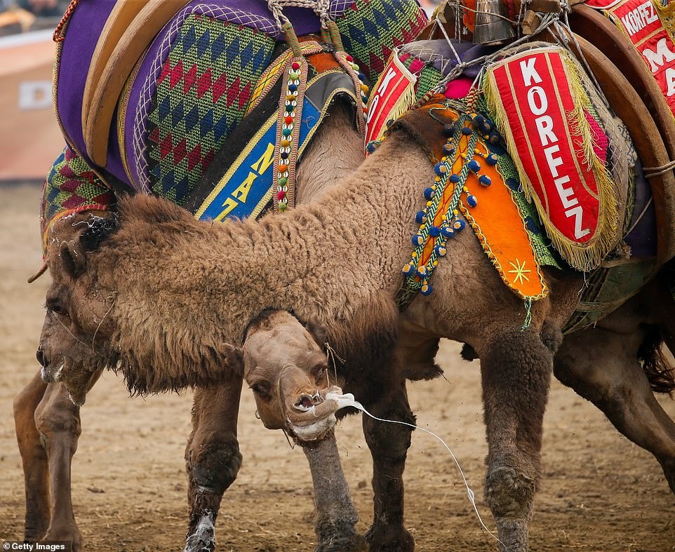 dau vat lac da anh 7