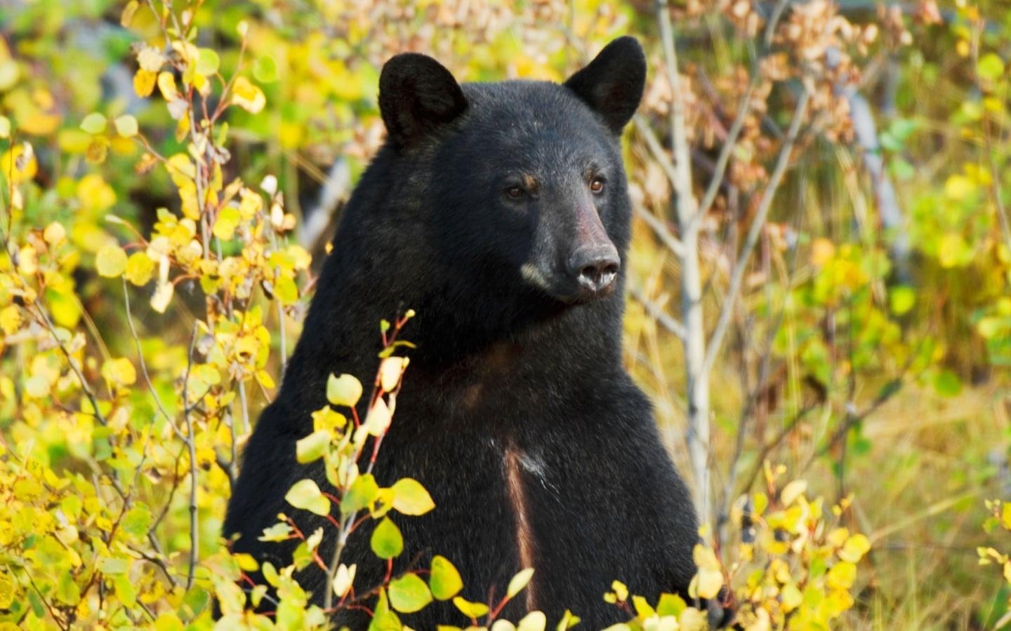 Cau be 3 tuoi mat tich trong rung duoc gau cham soc hinh anh