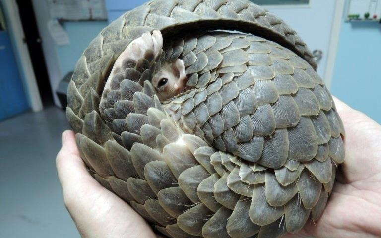 HK bat luong vay te te va nga voi tri gia 8 trieu USD dang den VN hinh anh