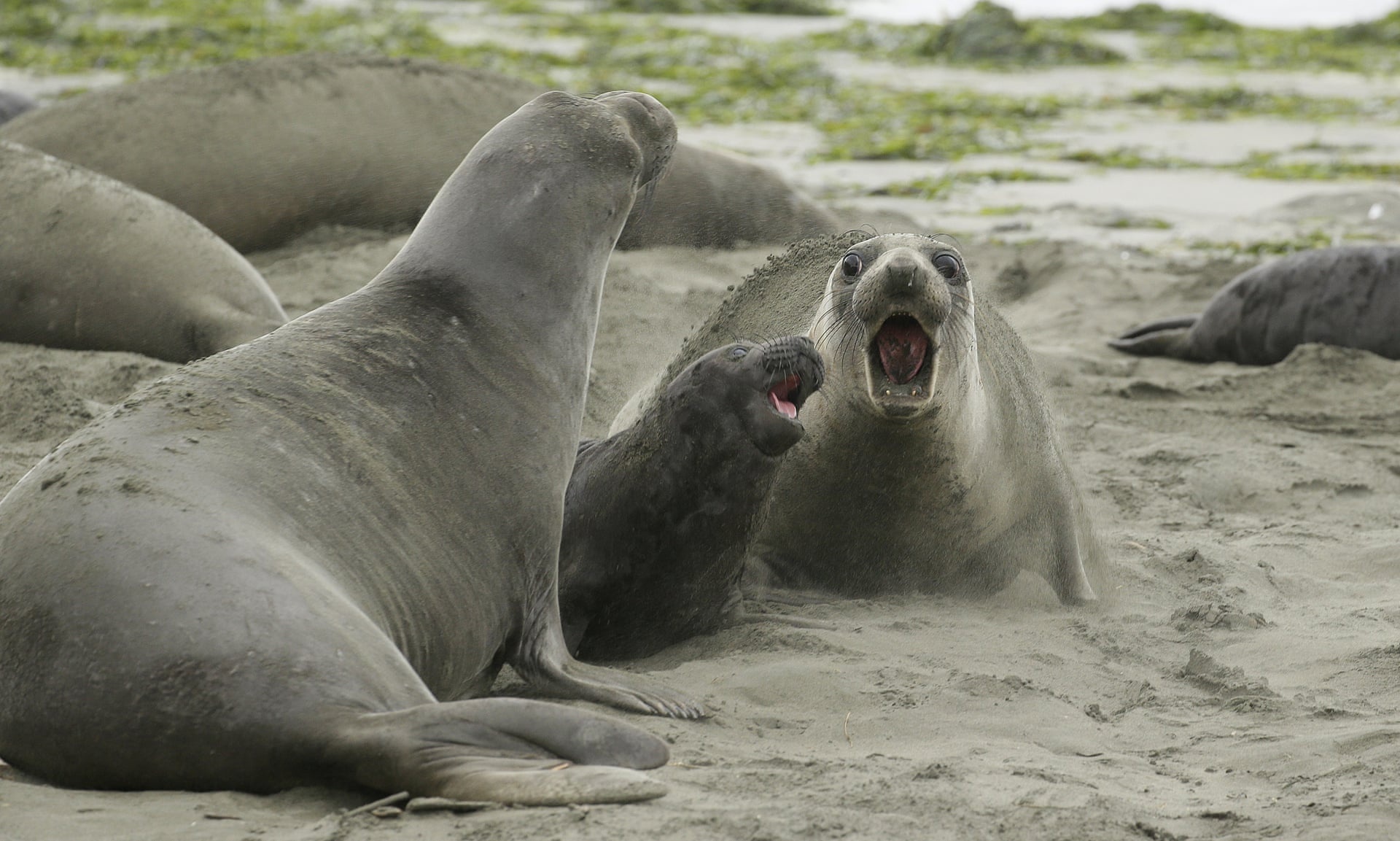 chinh phu My dong cua anh 1