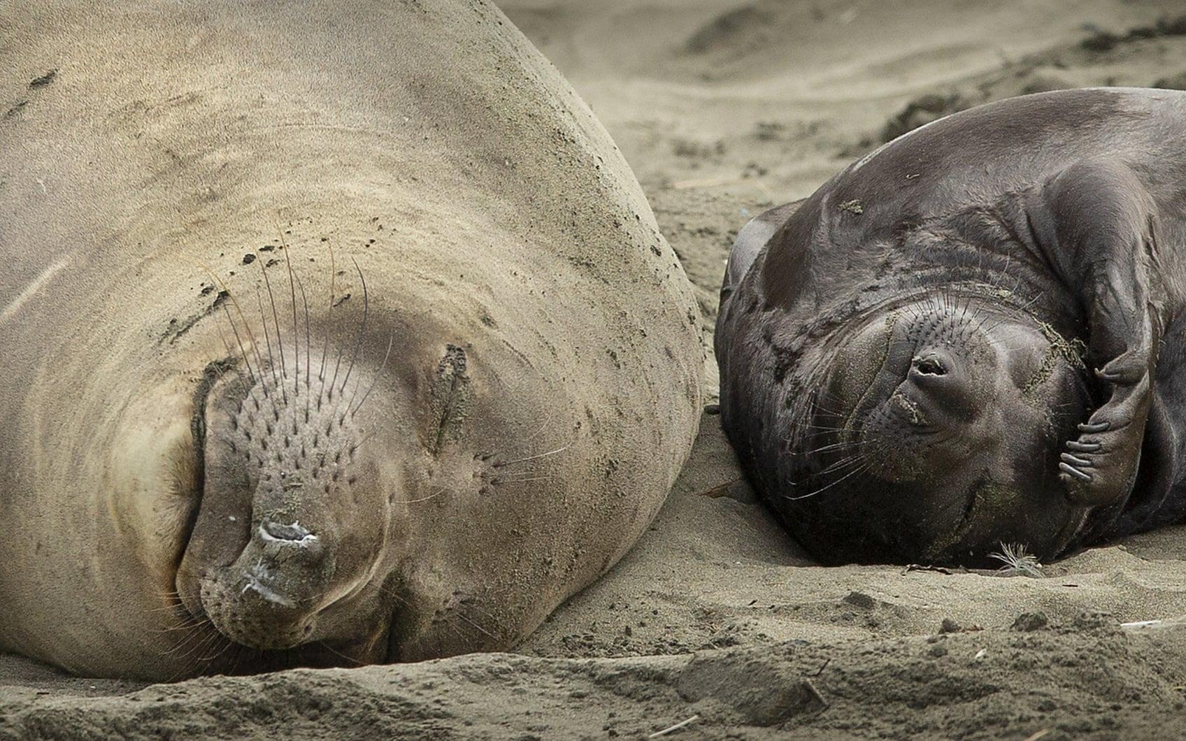 Hai cau voi xam chiem bai bien California khi chinh phu My dong cua hinh anh