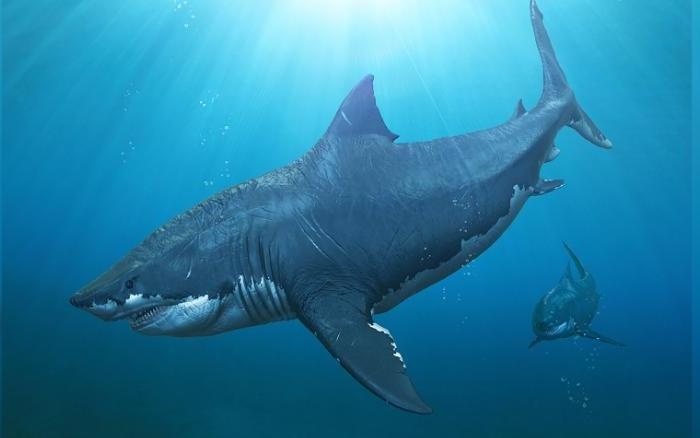 He lo nguyen nhan loai ca map lon nhat trong lich su tuyet chung hinh anh