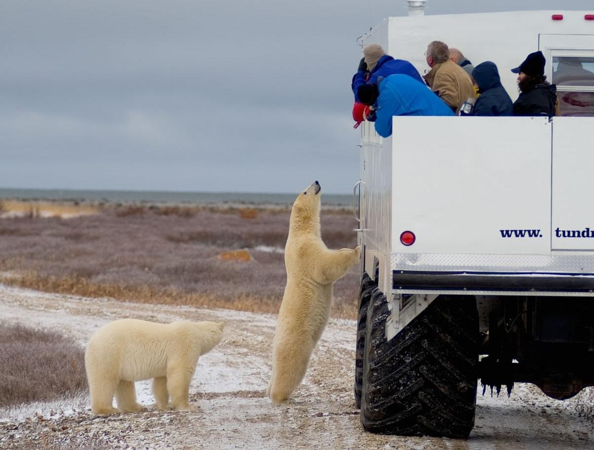 Cuoc song giua dan gau Bac Cuc tai thi tran hoang vu o Canada hinh anh