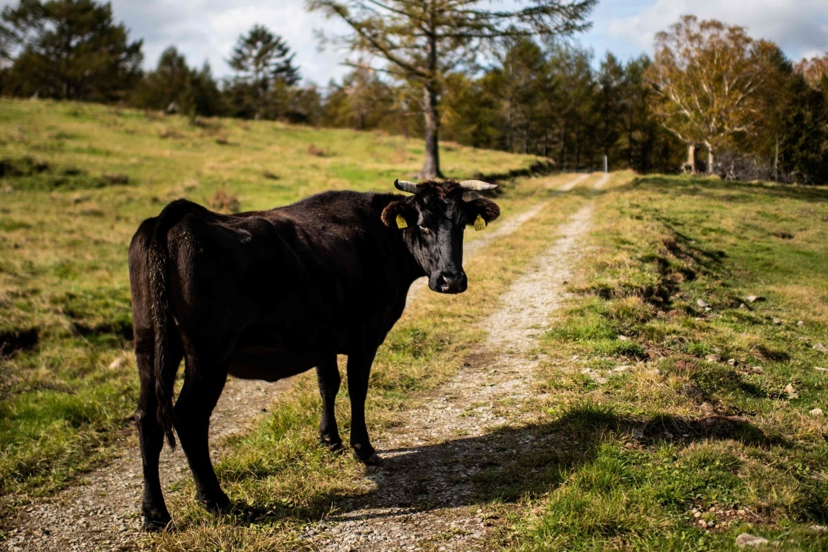 bò Wagyu của Nhật Bản ảnh 1 bo Wagyu cua Nhat Ban anh 1