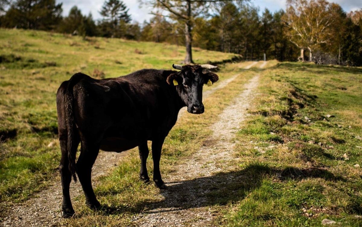 Canh sat Nhat bat nguoi dua tinh trung bo wagyu den Trung Quoc hinh anh