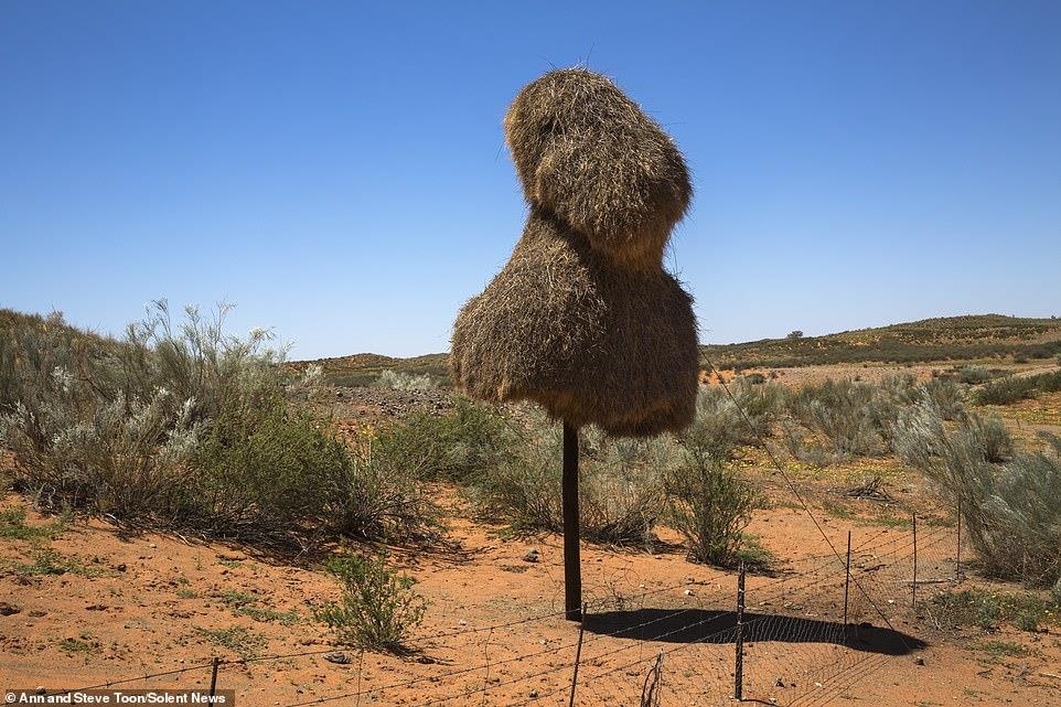 tổ chim chứa 500 con chim ảnh 1 to chim chua 500 con chim anh 1