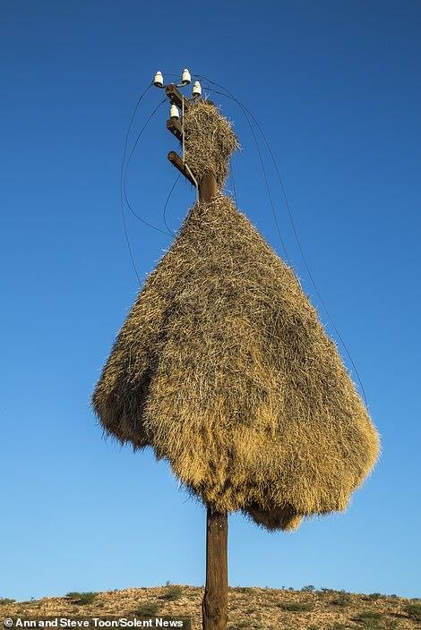 tổ chim chứa 500 con chim ảnh 11 to chim chua 500 con chim anh 11