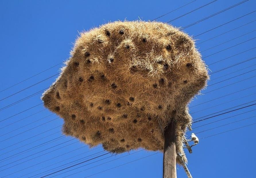 Chim tho det xay to khong lo tren cot dien thoai o Nam Phi hinh anh